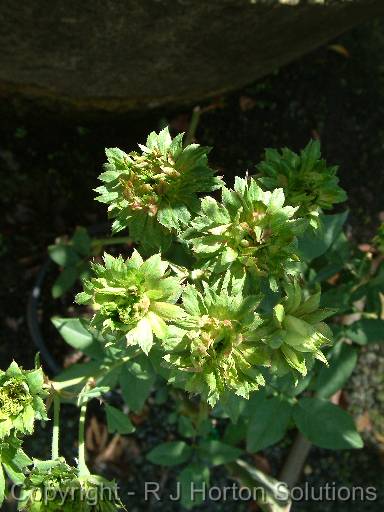 Rose viridiflora 